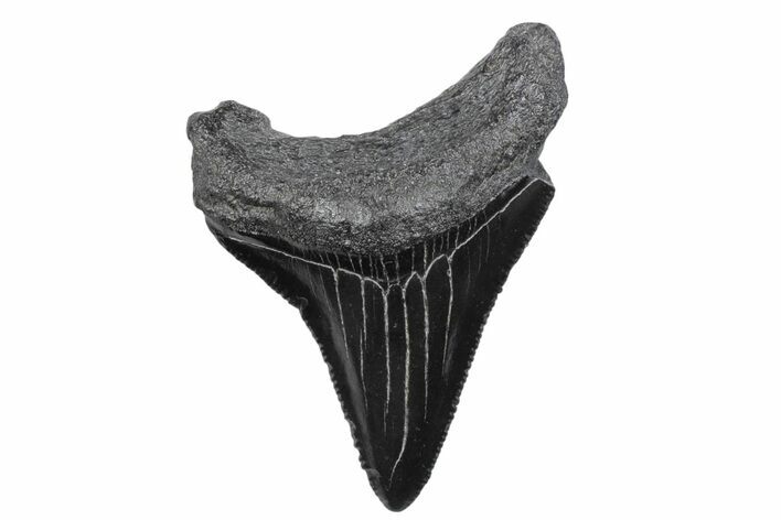 Serrated, Juvenile Megalodon Tooth - South Carolina #370178